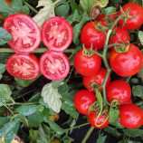 Джералдина F1 семена томата дет. раннего 60-65 дн. окр. 80-90 гр. красный (Syngenta)