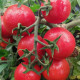 Джералдина F1 семена томата дет. раннего 60-65 дн. окр. 80-90 гр. красный (Syngenta)