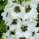 Дельфиниум Магический Фонтан F1 белый с темным глазком