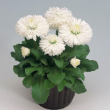 Рогли белая семена маргаритки (Benary)