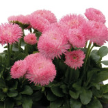 Маргаритка Робелла лососевая