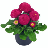 Маргаритк Тассо темно-розовая (Dark Pink)