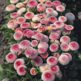 Маргаритка Тассо пінк (pink)