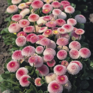 Маргаритка Тассо пінк (pink)