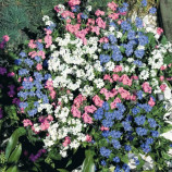 Незабудка Сильва смесь (Mix)