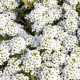 Алиссум Вандерленд белый