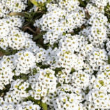 Алиссум Вандерленд белый