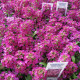 Алиссум Вандерленд темно-розовый 
