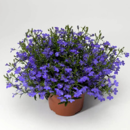 Дворец (Палац) роял (темно-синий с глазком) семена лобелии (Benary)