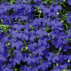 Лобелия Дворец синий
