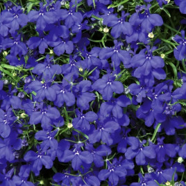 Лобелия Дворец синий