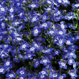 Лобелия Дворец (синий с глазком)