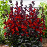 Лобелия Королева Виктория