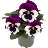 Инспаер Делюкс F1 белая с фиолетовым крылом семена виолы (Benary)