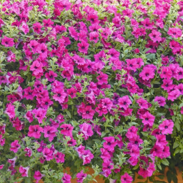 Петуния Даймонд Парпл