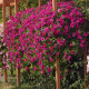 Даймонд Парпл F1 семена сурфинии (петунии) ампельной 0,8-1м (Cerny)