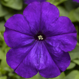 Петуния Мамбо фиолетовая
