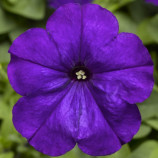 Петуния Мамбо фиолетовая