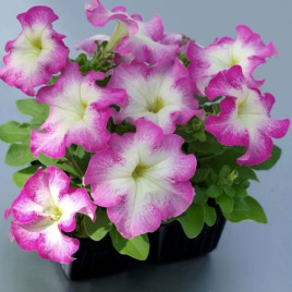 Петуния Танго розовое утро