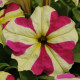 Петунія Селебріті лайм біколор