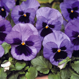 Матрикс F1 океан семена виолы (Pan American)