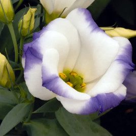 Эустома Сапфир F1 бело-синяя