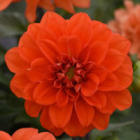 Георгина Фигаро F1 оранжевая (Orange Shades)