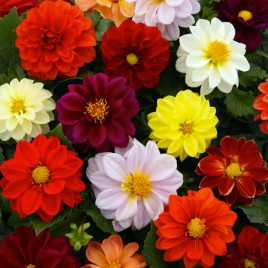 Георгина Фигаро F1 смесь (Mix)