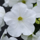 Петуния Изи Вейв белая (white)