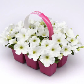 Изи Вейв F1 белая (white) семена петунии ампельной 80-100см (Pan American)