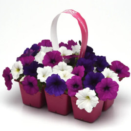 Изи Вейв F1 great lakes смесь семена петунии ампельной 80-100см (Pan American)