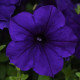 Петуния Изи Вейв синяя (blue)