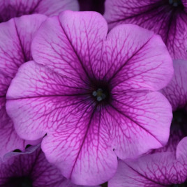 Петуния Изи Вейв сливовая с прожилками