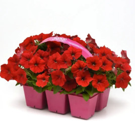 Изи Вейв F1 красная (red) семена петунии ампельной 80-100см (Pan American)