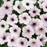 Петуния Тайдал Вейв F1 Силвер
