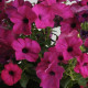 Петуния Тайдал Вейв F1 пурпурная