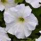 Петунія Суперкаскад біла (white)