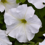 Петуния Суперкаскад белая (white)