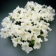 Петунія Суперкаскад біла (white)