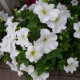 Петунія Суперкаскад біла (white)