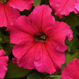 Петуния Суперкаскад розовая (pink)