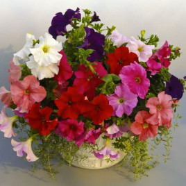 Петуния Суперкаскад смесь (mix)