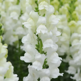 Потамак F1 белый семена антирринума на срез (Pan American)