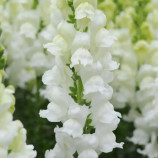 Потамак F1 белый семена антирринума на срез (Pan American)