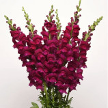 Потамак F1 кримсон семена антирринума на срез (Pan American)