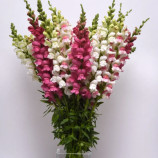 Потамак F1 смесь семена антирринума на срез (Pan American)