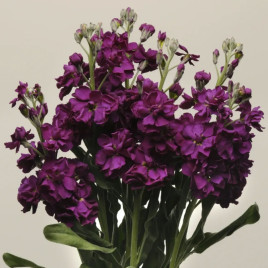 Насіння левкоя Кетс пурпурна на зріз (Pan American)