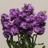 Насіння левкоя Кетс синя на зріз (Pan American)