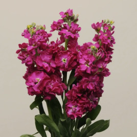 Кетс кримсон насіння левкоя на зріз (Pan American)