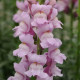 Потамак F1 лавандовый семена антирринума (Pan American)